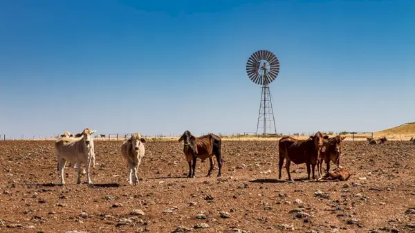 الماشية المتضررة من الجفاف