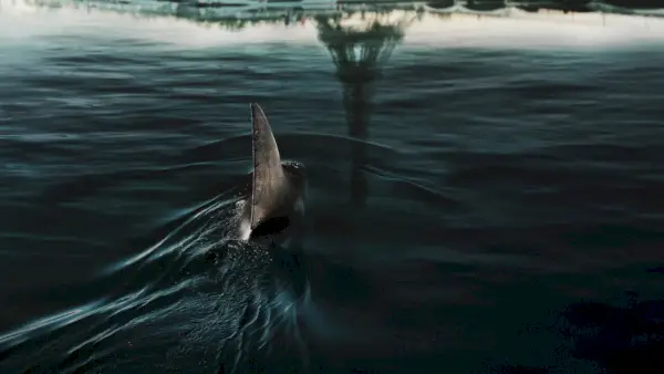 Film d’horreur français sur les requins « Under Paris » : disponible sur Netflix en juin 2024