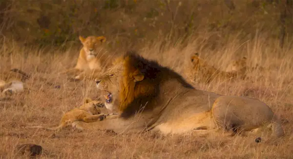 Lejon i en hemlig värld av ljud David Attenborough