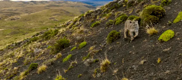 Documentários sobre a natureza do Our Planet 2 chegando à Netflix em 2023 e além