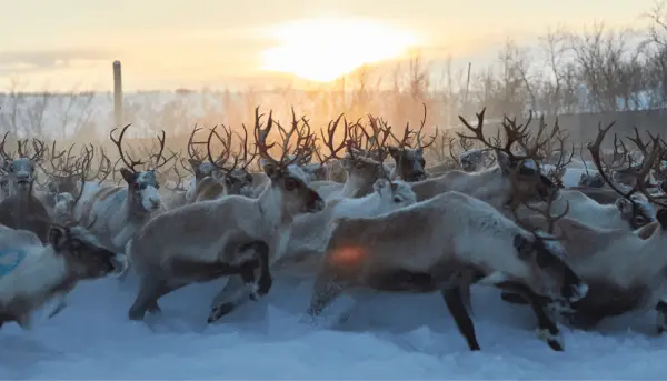 Stulen Netflix Cast Swedish Movie Reindeer