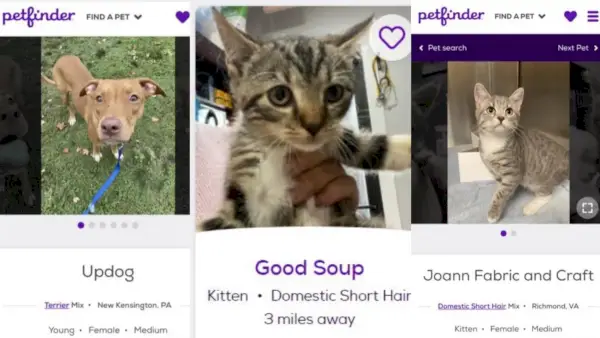 Nonostante abbia tre gatti con nomi decenti, sono ossessionato dall'account Twitter dei nomi di Petfinder