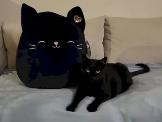 Jack el gato negro Squishmallow