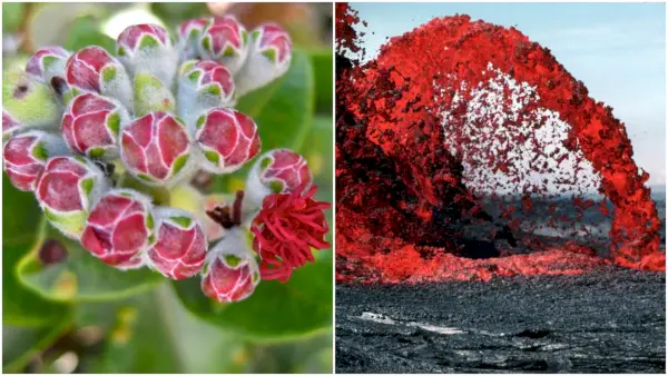 Laten we het hebben over Hi’iaka: de vreemde Hawaiiaanse godin met een epos dat de Odyssee te schande maakt