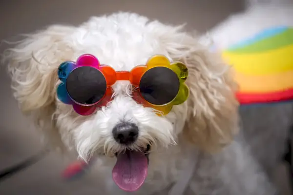 Un perrito blanco con arco iris, gafas de sol con forma de flor y una capa de arcoíris mira al espectador con su pequeña lengua rosa afuera.