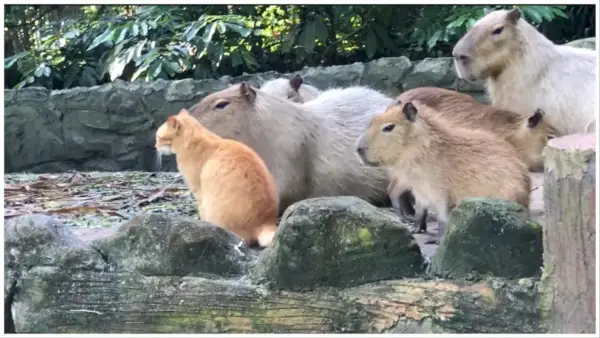 Oyen le chat orange fait officiellement partie de ce troupeau de capybara malais