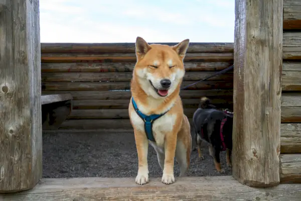 Twitter フィードにある愚かな犬の写真を削除する方法