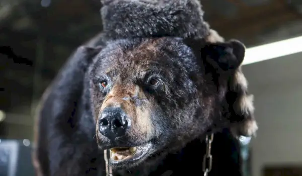 'Cocaine Bear': il film ispirato a un vero orso che si faceva un sacco di cocaina