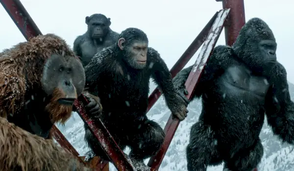 Cæsar og de andre aber i sneen i War for the Planet of the Apes