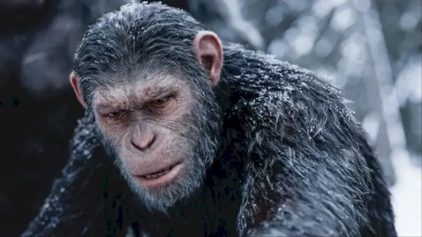 Hva skjer med Cæsar i 'War For The Planet Of The Apes'?