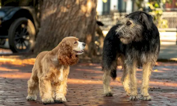 Perros Dama y Vagabundo en La dama y el vagabundo (2019)