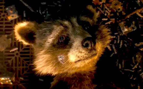 يبدو الشاب Rocket Raccoon حزينًا في Marvel