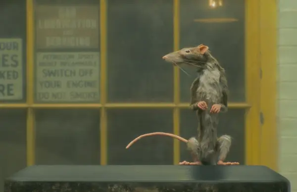 D'une manière ou d'une autre, même un attrape-rats est mignon dans le monde de Wes Anderson