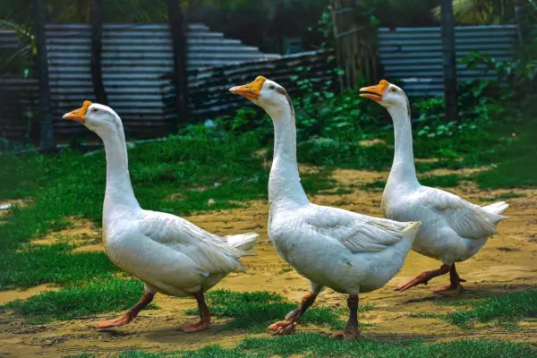 Drei übermütige Gänse stolzieren vorbei