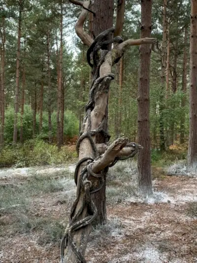 Albero dei rapporti sulla foresta di The Witcher Stagione 2