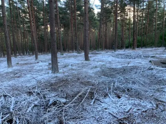 Відьмак 2 сезон Лісовий звіт