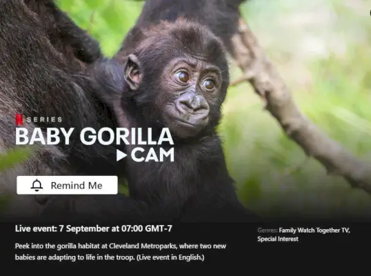 Baby Gorilla Cam tiešraides Netflix lapa