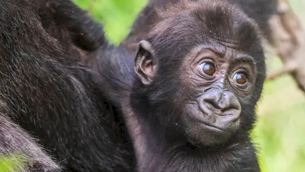 Netflix planerar livestream av 'Baby Gorilla Cam' i september 2023