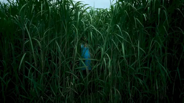 'In the Tall Grass': Stephen King Netflix anpassning, handling, rollbesättning, trailer och releasedatum