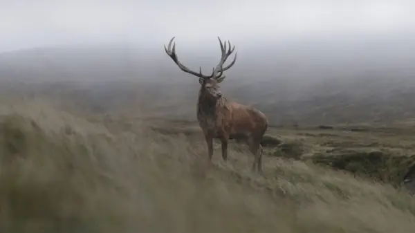 Cerf la couronne saison 4