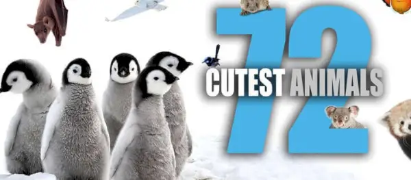 72 animaux les plus mignons