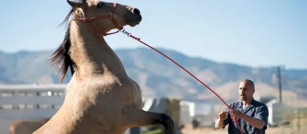 De Mustang Netflix