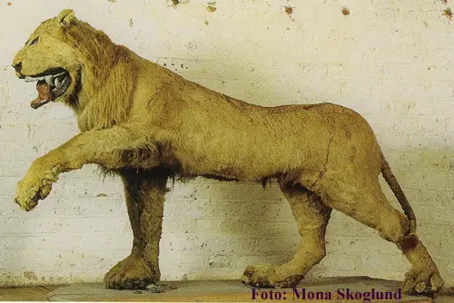 Taxidermie du XVIIIe siècle méchante avec le noble lion