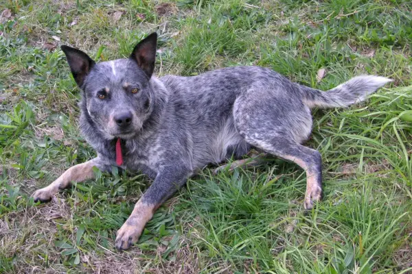 En grå hund med en hvid stribe på hovedet ligger i græsset.